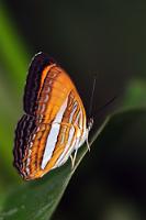 Hübsche Schwester #2  Verbreitet in Mittel- und Südamerika tritt dieser zur Familie der Edelfalter (Nymphalidae) gehörende Schmetterling in insgesamt 7 Unterarten auf. In Costa Rica aber einzig die Variante A.c.marcia.   Smooth-banded Sister  (Adelpha cytherea marcia)   2013