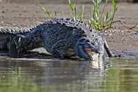 Jetzt aber hurtig!  Etwas mulmig wird einem doch, wenn man sich in einem kleinen Ruderboot mit niedriger Bordkante befindet und sich ein solches Riesenviech nur ca. 10 m entfernt ruckartig von seinem Lagerplatz erhebt, um mit aufgerissener Schnauze ins Wasser zu gleiten. Da tröstet es einen auch nicht so richtig, dass das Amerikanische Spitzkrokodil nur höchst selten mal Menschen angreift...   American Crocodile  (Crocodylus acutus)   Spitzkrokodil  2013