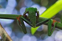 Klimmzüge  Und das schafft er völlig ohne Doping oder Nahrungsergänzungsmittel...   Red-eyed Tree Frog  (Agalychnis callidryas)   Rotaugenlaubfrosch  2013