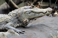 Krokodilkaiman  Mit einer Länge von bis zu 3 m und seinem massigen Körperbau reicht der Nördliche Brillenkaiman als einzige in Mittelamerika vorkommende Kaimanart in seinen Proportionen schon an die Echten Krokodile heran. In Costa Rica findet man sie in Flüssen und Seen, aber auch in von Menschen angelegten Teichen, Stauseen und sogar Straßengräben. Ihrer Jugendnahrung Schnecken und Insekten bleiben sie auch als Erwachsene treu, verzehren dann aber auch Krebstiere und Fische.  Das hier gezeigte Exemplar ruhte auf einem weit in den Fluß ragenden Holzverhau und kam der o.g. Maximalgröße schon ziemlich nahe. Trotz dichter Bootspassage blieb es aber völlig ruhig liegen und musterte uns entspannt aus seinen hübschen braunen Augen. Ein liebes Tier... ;-)   Spectacled caiman  (Caimanus crocodilus)   Krokodilkaiman, (Nördlicher) Brillenkaiman  2013
