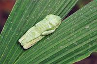 Made of Plastics  Wenn man ihn denn überhaupt entdeckt, ist die erste Reaktion der Gedanke an etwas Künstliches, ein regloses Stück Plastik etwa. Ca. 5 cm groß ist dieser schlafende Rotaugenlaubfrosch, der seine spezifischen Erkennungsmerkmale so gut versteckt, dass mir zu dessen genauer Bestimmung dankenswerterweise erst  Stefan Dummermuth  auf die Sprünge helfen mußte.   Red-eyed Tree Frog  (Agalychnis callidryas)   Rotaugenlaubfrosch  2008