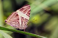 Mosaic  Ca. 1200 verschiedene Schmetterlingspezies soll es in Costa Rica geben. Wir sind schon froh, wenigstens ein paar davon gesehen zu haben.   Dirce Beauty, Mosaic od. Zebra Mosaic  (Colobura dirce)   2013