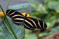 Nicht noch einer!  Ja, ja, ich weiß, dass Schmetterlinge sich mit der Zeit abnutzen. Nützt aber nix, hab' noch ein paar, die müssen weg... ;-)   Zebra Longwing  (Heliconius charithonia vazquezae)   Zebrafalter  2008