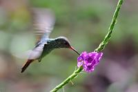 Tankflug  Rufous-tailed Hummingbird  (Amazilia tzacatl)   Braunschwanzamazilie  an: Blue Porterweed  (Stachytarpheta jamaicensis)   2013