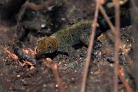 Und noch einen drauf...  ...auf die ungeliebten Reptilien-Dokus ;-).  Unter schwierigen Bedingungen aufgenommener dunkler Verwandter des vorigen Exemplars.   Yellow-headed Gecko  (Gonatodes albogularis albogularis)   Gelbkopfgecko  2008