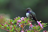 Vulkanelfe  Ein schöner Name für den zweitkleinsten Kolibri Costa Ricas. Er ist endemisch im Zentralplateau und kommt in drei Farbvarianten lediglich bei den Vulkanen Poas, Irazú/Turrialba und den Talamanca Bergen vor. Das Lätzchen des Poas-Männchens ist rötlich gefärbt, die Irazú-Variante zeigt sich purpurn, während dieses Exemplar mit dem leuchtend violetten Latz im Hochland von Talamanca lebt.   Volcano Hummingbird  (Selasphorus flammula)  male  Vulkanelfe, Weinkehlkolibri od. Kirschkehlkolibri  auf:  Monochaetum vulcanicum  (ebenfalls endemisch in CR)  2013