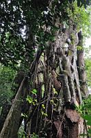 Was vom Baume übrig bleibt...  ...ist nurmehr ein luftiges Exoskelett der Pflanze, die für den Tod des Wirtes verantwortlich ist. Die Umgürtelung durch die ehemaligen Luftwurzeln der als parasitärer Epiphyt gestarteten Würgefeige, gräbt der Wirtspflanze buchstäblich den Lebenssaft ab – der Baum stirbt und wird als Totholz schnell Opfer aller Biomasse zersetzenden Kräfte, während das lebendige Wurzelgeflecht des Übeltäters sich als neuer, filigraner Stamm an Stelle des alten erhebt.  Die Würgefeige lebt in Symbiose mit der Würgewespe, eine Lebensgemeinschaft, deren evolutionären Anfänge 70-90 Millionen Jahre zurückreichen. Da die Würgefeige ausschließlich von dieser Wespe befruchtet wird und diese auf Gedeih und Verderb auf die Feige als Nahrungsspender angewiesen ist, kann man von einer wahren Schicksalsgemeinschaft sprechen.  Eine solch mörderische Verwandschaft hätte man unserem Zimmerfikus gar nicht zugetraut... ;-)   Strangler fig  (Ficus aurea)   Würgefeige  2008