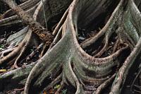 Wurzelwerk  Sehr elegant und beeindruckend sind die Wurzeln der Würgefeige, die sich bei ausgewachsenen Bäumen schon mal locker in einem Umkreis von 12-15 m fächerförmig um den Stamm ausbreiten können. Weniger elegant ist hingegen das, was sie mit ihrer Wirtspflanze anrichten, wie das nächste Bild zeigt.  Bei der Würgefeige handelt es sich um eine Pflanze, die von oben nach unten wächst. Beginnend mit einem Keim im Kronendach eines tropischen Baumes, lebt die Feige in der ersten Phase als Epiphyt, welcher dünne Luftwurzeln aussendet, die sich schnell den Stamm entlang auf den Weg zum Erdboden machen. Haben sie erst mal Fuß gefaßt, bilden sich diese kräftigen Fächerwurzeln und das den Stamm des Wirtsbaumes umschließende Wurzelgeflecht verdickt sich und verschmilzt miteinander zu einem Gitterwerk, welches in der Folge die Wirtspflanze regelrecht erwürgt.   Strangler fig  (Ficus aurea)   Würgefeige  2008