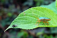 Zwei auf einem Blatt  Selbst die Blattwanzen sind in Costa Rica ein bißchen bunter und exotischer als bei uns. Die Exotik der Fliege hält sich hingegen in Grenzen.   Red-margined Stink Bug  (Edessa rufomarginata)   2008