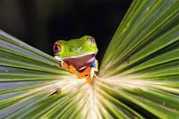 Geh' weg!  Die zu den Greiffröschen zählenden Amphibien besitzen teildurchsichtige, von einem goldfarbenen Netz durchzogene Nickhäute, die zum Schutz der Augen hochgefahren werden. Im Schlaf tarnen sie zugleich die auffälligen roten Augen, werden aber offensichtlich auch als Filter bei zu aufdringlichem Taschenlampenlicht eingesetzt. Bilder vom farblich voll entfalteten Laubfrosch, wie auch vom gut getarnt Schlafenden finden sich zusätzlich im 2013er Album.   Red-eyed Leaf Frog  (Agalychnis callidryas)  Rotaugenlaubfrosch : Red-eyed Leaf Frog,Agalychnis callidryas,Rotaugenlaubfrosch