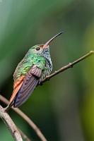Allgegenwärtig  Der Häufigkeit des Vorkommens der Braunschwanzamazilie in Costa Rica wird auch in diesem Album Rechnung getragen.   Rufous-tailed Hummingbird  (Amazilia tzacatl)  Braunschwanzamazilie : Rufous-tailed Hummingbird,Amazilia tzacatl,Braunschwanzamazilie