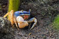 Auf der Hut  Als bevorzugte Beute des herumstreifenden Krabbenreihers ist diese Landkrabbe meist nicht weit von ihrem Bau entfernt. Da sie auf die Nähe von Wasser angewiesen ist, befinden sich auf dem Boden ihrer Höhlen häufig Grundwasserlachen. Ebenfalls wird die Brut im Salzwasser abgelegt, wo sie vom Weibchen betreut wird.   Blue Land Crab  (Cardisoma Guanhumi)  Westatlantische Landkrabbe, Blaue Landkrabbe : Blue Land Crab,Cardisoma Guanhumi,Westatlantische Landkrabbe,Blaue Landkrabbe