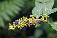 Blueberry  Auch zum Besuch des Parque Nacional Tapantí war wieder eine Online-Buchung vonnöten. Inzwischen wußten wir ja, an wen wir uns wenden konnten ;-).  Die Gattung  Palicourea  gehört zur Familie der  Rubiaceae  und ist damit im weitesten Sinne auch mit dem Kaffee verwandt.    Palicourea lasiorrhanchis : Palicourea lasiorrhanchis