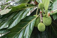 Brotfrucht  Auch in Costa Rica wird der ursprünglich aus Polynesien stammende Baum kultiviert. Inwieweit er hier nur zur Zierde dient, oder ob seine Früchte – die sich ähnlich vielfältig wie Kartoffeln zubereiten und nutzen lassen – auch verwendet werden, entzieht sich unserer Kenntnis.   Breadfruit  (Artocarpus altilis)  Brotfruchtbaum : Breadfruit,Artocarpus altilis,Brotfruchtbaum