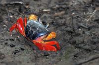 Bunt kostümiert  Unübersehbar leuchten auf dem moddrigen Boden des Uferschwemmlandes die leider recht scheuen Halloweenkrabben. Deswegen auch nur ein schnelles Bild von schräg hinten, bevor sie wieder im Bau verschwand.   Jack-o-Lantern Crab  (Gecarcinus cuadratus)  Halloweenkrabbe : Jack-o-Lantern Crab,Gecarcinus cuadratus,Halloweenkrabbe