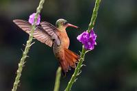 Fächerschwanz  Auch die Zimtbauchamazilie ist in ihrer Verbreitung auf den nordwestlichen Teil Costa Ricas beschränkt.   Cinnamon Hummingbird  (Amazilia rutila)  Zimtbauchamazilie : Cinnamon Hummingbird,Amazilia rutila,Zimtbauchamazilie