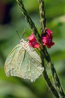 Flattermann  Ein farblich recht unauffälliger Schmetterling aus der Familie der  Pieridae , der hauptsächlich aufgrund seiner Größe und einer Spannweite von bis zu 90 mm auffällt.   White Angled-Sulphur  (Anteos clorinde) : White Angled-Sulphur,Anteos clorinde