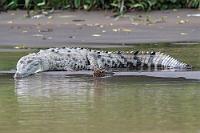 Frisch gebadet  Häufig sieht man die Spitzkrokodile in den sedimentbeladenen Flußmündungen der Pazifikseite, wo sich ihre interessante Körperzeichnung meist unter dicken Schlammschichten verbirgt.  American Crocodile  (Crocodylus acutus)  Spitzkrokodil : American Crocodile,Crocodylus acutus,Spitzkrokodil