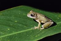 Gelbbrauner Baumfrosch  Ein selten gesehener, nachtaktiver Baumfrosch, der normalerweise nur in unmittelbarer Nähe seiner Brutplätze zu finden ist (im Allgemeinen kleine, flache Tümpel oder Teiche im Wald). Aufgrund seines großen Verbreitungsgebiets in den karibischen Tieflanden von Nicaragua bis Costa Rica ist sein Bestand ungefährdet.   Tawny Tree Frog, Cross-banded Treefrog  (Smilisca puma) : Drab Streamside Tree Frog,  Veragua cross-banded Tree Frog*Smilisca sordida