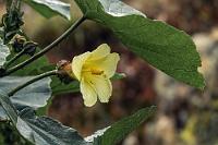Gelbe Malve  Malvengewächs, endemisch (hatte ich es schon erwähnt?) in Costa Rica und Panama.    Wercklea woodsonii : Wercklea woodsonii,Malvengewächs