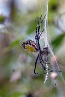 Keine Nasenfledermaus  Argiope ist die einzige Spinne, die dabei beobachtet wurde, kleine Nasenfledermäuse, die sich in ihrem Netz verfangen hatten, vollständig einzuweben und sich an ihren Verzehr zu machen. Hier gibt sich die Spinne aber offensichtlich mit einem kleineren Happen zufrieden.   Orb-weaving Spider  (Argiope submaronica, Syn.: Argiope savignyi)  female Radnetzspinne : Orb-weaving Spider,Argiope submaronica,Syn.: Argiope savignyi,Radnetzspinne female