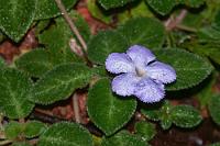Lila  Eigentlich eher violett als lila. Eine in flachen Kolonien auf dem Erdboden oder Felsen wachsende Pflanze, deren auffallende Blüten fast stiellos aus den Blattachsen sprießen. Ihren Wasserbedarf speichert sie in kurzen, sukkulenten Stengeln.    Episcia lilacina : Episcia lilacina
