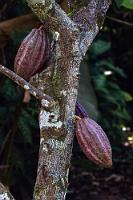 Malvengewächs  So sieht Kakao aus, bevor er als Heiße Schokolade im Becher landet. Der im Schatten tropischer Bäume wachsende Kakaobaum bildet ab dem Alter von 2 Jahren erste Blüten aus, die direkt dem Holz der Stämme und Äste entsprießen. Die Blüten blühen das ganze Jahr über und bilden auch kontinuierlich die großen, ebenfalls am Stamm wachsenden Früchte aus.    Cacao Tree  (Theobroma cacao)  Kakaobaum : Cacao Tree,Theobroma cacao,Kakaobaum
