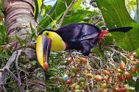 Palmfruchtartist  Es hat schon was Artistisches, wenn ein Tukan mit seinem großen Schnabel vorsichtig eine Palmfrucht angelt, diese bei einem heftigen Nackenruck des Kopfes losläßt und mit Schwung in seinen Rachen plumpsen läßt.  Seine Goldkehle produziert zudem einen unerwarteten Gesang:&nbsp;&nbsp;    Yellow-throated Toucan, Chestnut-mandibled Toucan or Swainson's Toucan  (Ramphastos [ambiguus] swainsonii)  Swainson-Tukan, Braunrückentukan od. Goldkehltukan  Audio © Hans Matheve, xeno-canto.org : Yellow-throated Toucan,Chestnut-mandibled Toucan,Swainson's Toucan,Ramphastos [ambiguus] swainsonii,Swainson-Tukan,Braunrückentukan,Goldkehltukan