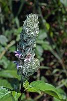 Papierfahne  Heimisch in Afrika, wurde diese Pflanze mit der ungewöhnlichen Blüte aus der Familie der  Acanthaceae  offensichtlich in Mittelamerika eingeführt.   Squirrel's tail or Paper Plume  (Justicia betonica)