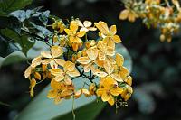 Papillenblatt  Eine in Buschform wachsende Pflanze mit fünfblättrigen, gelb-orangenen Blüten. Fälschlicherweise wird ihr Name auf Schmetterlinge (bzw. deren Raupen) zurückgeführt, die sie besuchen sollen.  "papillosa"  leitet sich aber ab von "Papillen", womit warzige Blatterhebungen bezeichnet werden.    Senna papillosa : Senna papillosa