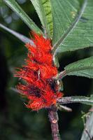 Rote Flusen  Außergewöhnlich zerfasert präsentiert sich der Fruchtstand dieser  Gesneriaceae . Sie soll lt. Wikipedia in den doch etwas auseinanderliegenden Ländern Kolumbien, Costa Rica und Belize endemisch sein...    Columnea purpurata : Columnea purpurata