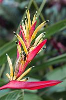 Rotgelb  Farbvariante 2. Eine weitere kommt noch...   Parrot's Flower, Parakeet Heliconia  (Heliconia psittacorum)  Papageien-Helikonie : Parrot's Flower,Parakeet Heliconia,Heliconia psittacorum,Papageien-Helikonie