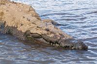 Schlammpackung  Bei so einem Aussehen hilft auch kein Schlammbad mehr.   American Crocodile  (Crocodylus acutus)  Spitzkrokodil : American Crocodile,Crocodylus acutus,Spitzkrokodil