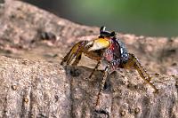 Ungerührt  Offensichtlich unbeeindruckt vom Schicksal ihrer Artgenossin suchte diese Krabbe das Mongrovenholz ihrerseits nach Nahrung ab.   Racer Mangrove Crab  (Goniopsis pulchra)  Schöne Mangrovenkrabbe : Racer Mangrove Crab,Goniopsis pulchra,Schöne Mangrovenkrabbe