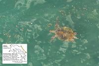 Wie im Lehrbuch  Erneut macht mich Guido auf eine ca. 85 m unter uns schwimmende Schildkröte aufmerksam. Ein schneller Schuß mit nur 100 mm Brennweite ergibt ein nur etwas mehr als punktförmiges Objekt auf dem RAW, welches sich erst nach massiver Vergrößerung als Echte Karettschildkröte entpuppt. Wow, eine wirklich bemerkenswerte Rarität!   Hawksbill Sea Turtle  (Eretmochelys imbricata)  Echte Karettschildkröte : Hawksbill Sea Turtle,Eretmochelys imbricata,Echte Karettschildkröte