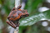 Anpassungsfähig  Der Baumfrosch lebt in Tieflandgebieten mit ausgeprägter Trockenzeit. Als anpassungsfähige Art kommt er auch auf landschaftlich bearbeiteten Geländen zurecht, scheut menschliche Nähe nicht und sucht während der trockenen Jahreszeit stellenweise aktiv bewässerte Gebiete wie Gärten, Golfplätze und ähnliches auf. Seine Fähigkeit, in wechselnden Lebensräumen zu überleben, läßt den Bestand der Art ungefährdet.   Mexican Tree Frog  (Smilisca baudinii) : Drap Treefrog,Veragua Cross-banded Treefrog,Smilisca sordida