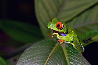 Auf zur Nachtschicht  Während die Frösche tagsüber meist schlafend in höheren Baumregionen verbringen, wo sie sich eng zusammengefaltet an die Unterseiten von Blättern heften, steigen sie mit dem Beginn der Dunkelheit herab, jagen nach Insekten und Würmern oder widmen sich dem Geschäft der Fortpflanzung.   Red-eyed Leaf Frog  (Agalychnis callidryas)  Rotaugenlaubfrosch : Red-eyed Leaf Frog,Agalychnis callidryas,Rotaugenlaubfrosch