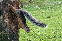 Der Paniker  Niedlich, aber hektisch! Obwohl es nicht die erste Banane ist, die ihm hingeworfen wird, flüchtet er erst einmal, nähert sich dann – das Objekt mißtrauisch umkreisend – vorsichtig tastend, bevor er überzeugt ist, dass die Banane wirklich nicht zurück beißt.    Variegated Squirrel  (Sciurus variegatoides dorsalis)  Bunthörnchen, Schwarzgraues Veränderliches Hörnchen, Mittelamerikanisches Hörnchen od. Costa-Rica-Hörnchen : Variegated Squirrel,Sciurus variegatoides dorsalis*Bunthörnchen,Schwarzgraues Veränderliches Hörnchen,Mittelamerikanisches Hörnchen,Costa-Rica-Hörnchen
