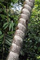 Umwunden  Der Stamm der bis zu 20 m hohen Palme umgibt sich mit wehrhaften Ringen feinster Stacheln, was sie aber nicht davor schützt, als eine der vielseitigsten Nutzpflanzen Verwendung zu finden. Sie wird wegen ihres harten Holzes als Baumaterial geschätzt, dient als Palmöllieferant und ihre pfirsichgroßen Früchte werden verzehrt oder von einigen Ethnien zu Bier fermentiert.   Beach Palm  (Bactris gasipaes)  Pfirsichpalme, Stachelpalme : Beach Palm,Bactris gasipaes,Pfirsichpalme