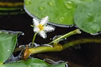 Verzählt  Abgesehen davon, dass Schneeflocken eine sechszählige Geometrie aufweisen, lädt die Blüte der weltweit in Süßwasserbiotopen vorkommenden Schwimmblattpflanze zu dieser Benennung ein. Neben der Mosaikpflanze bedeckt sie große Teile der Lagune.   Water Snowflake  (Nymphoides indica)  Indische Seekanne : Water Snowflake,Nymphoides indica,Indische Seekanne