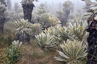 Im Páramo  Wir sind im "Páramo", einem für den Norden Südamerikas typischen, tropisch-montanen Ökosystem in Höhen zwischen 3500 und 4500 m. Neben spezifischen Gräsern, Flechten und Moosen gedeiht hier die beeindruckende Espeletia-Pflanze, ein sogenanntes Schopfrosettenbäumchen aus der Familie der Asteraceae. So weit das Auge reicht (und das ist wegen des Nebels leider nicht sehr weit), sind die Hänge der Hügel mit diesen urtümlichen, leuchtend gelb blühenden Gewächsen bedeckt.   Frailejón (span.)  (Espeletia pycnophylla)  Gattungsname: Espeletia : el angel, frailejon, espeletia pycnophylla