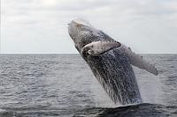 Liveshow  Buckelwale sind Bartenwale und leben von kleinen Krebstierchen wie Krill, die sie aus dem nährstoffreichen Kaltwasser der Antarktis filtern. Nachdem sie sich dort richtig vollgefressen haben, ziehen sie jedoch einmal im Jahr im Humboldtstrom nach Norden in die wärmeren Gewässer vor den Küsten Ecuadors, um sich hier zu paaren. Tausende männlicher Wale haben von Juni bis September nichts anderes im Sinn, als Weibchen zu begatten. Sie sind nicht monogam und um zum Zuge zu kommen balgen sich die bis zu 30 Tonnen schweren Männchen um die Gunst der Weibchen. Auch wir wurden Zeuge einer solchen Kabbelei, die sich unter reichlich Gischt in Bootsnähe abspielte. Was die Wale dazu veranlaßt, ihre bis zu 18 m langen Leiber bis zur Schwanzflosse aus dem Wasser zu schnellen, wissen wir nicht genau. Sicherlich ist es eine Mischung aus imponierendem Balz- und Drohverhalten, welches aber auch von den begeistert beobachtenden Menschen mit bewundernden Ausrufen honoriert wird.  Humpback Whale  (Megaptera novaeangliae)   Buckelwal : puerto lópez, salango, isla salango, humpback whale, megaptera novaeangliae, buckelwal, whale watching