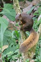 Nicht zu bremsen  Wenn Hörni kommt, hat kein Vogel eine Chance mehr. Wie im Fressrausch springt er wild zwischen den ausgelegten Bananen hin und her und schafft es tatsächlich, mit einer ganzen, ungeschälten und nicht gerade leichten Banane im Maul vom Boden aus auf einen 1 m hohen Ast zu springen. Respekt!  Red-tailed Squirrel  (Sciurus granatensis manavi)  Rotschwanzhörnchen : mindo, pichincha, red-tailed squirrel, sciurus granatensis manavi, rotschwanzhörnchen