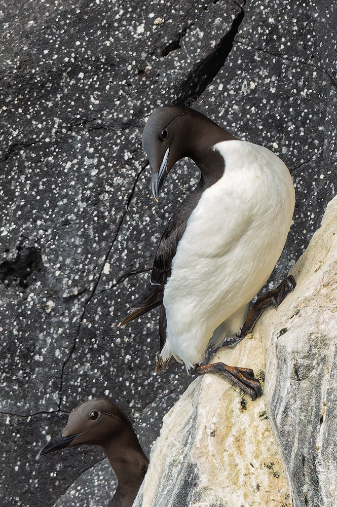 Nee, das ist der Falsche