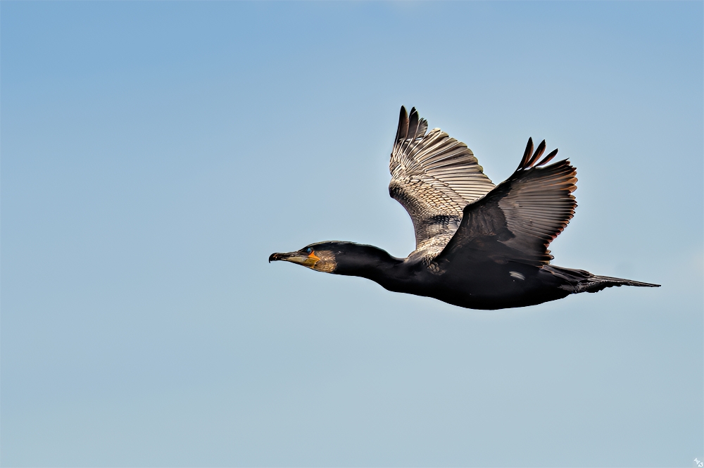 Fliegende Küstenwache