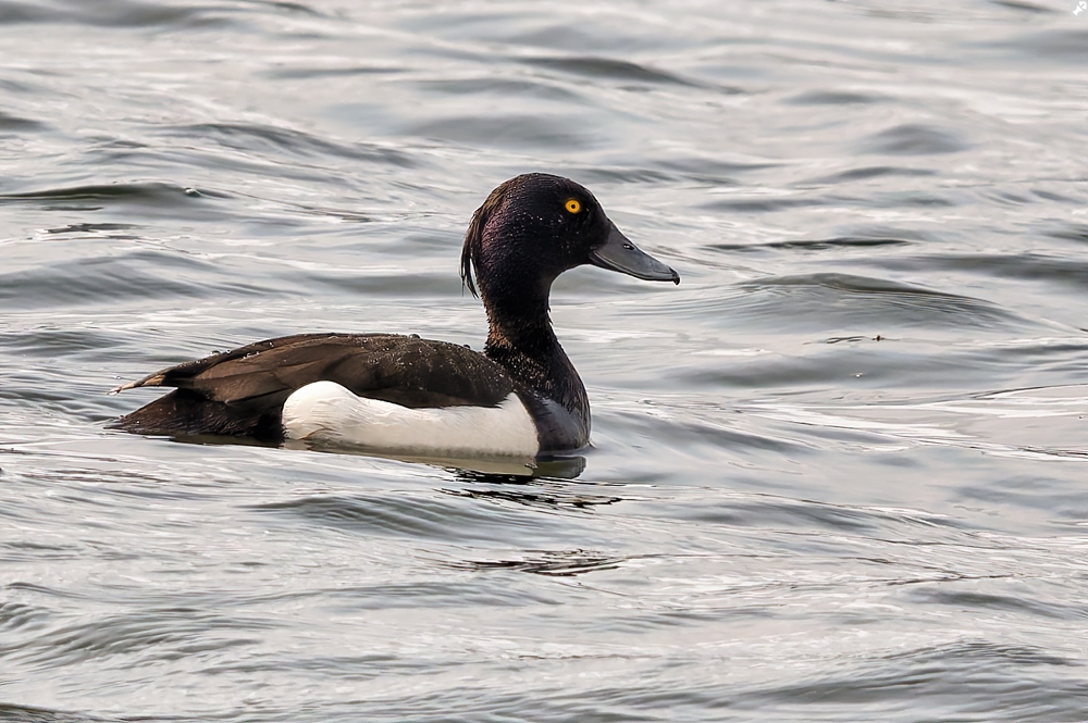 Fuglasafn Sigurgeirs