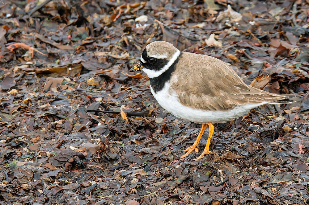 Gefährdete Gefährten