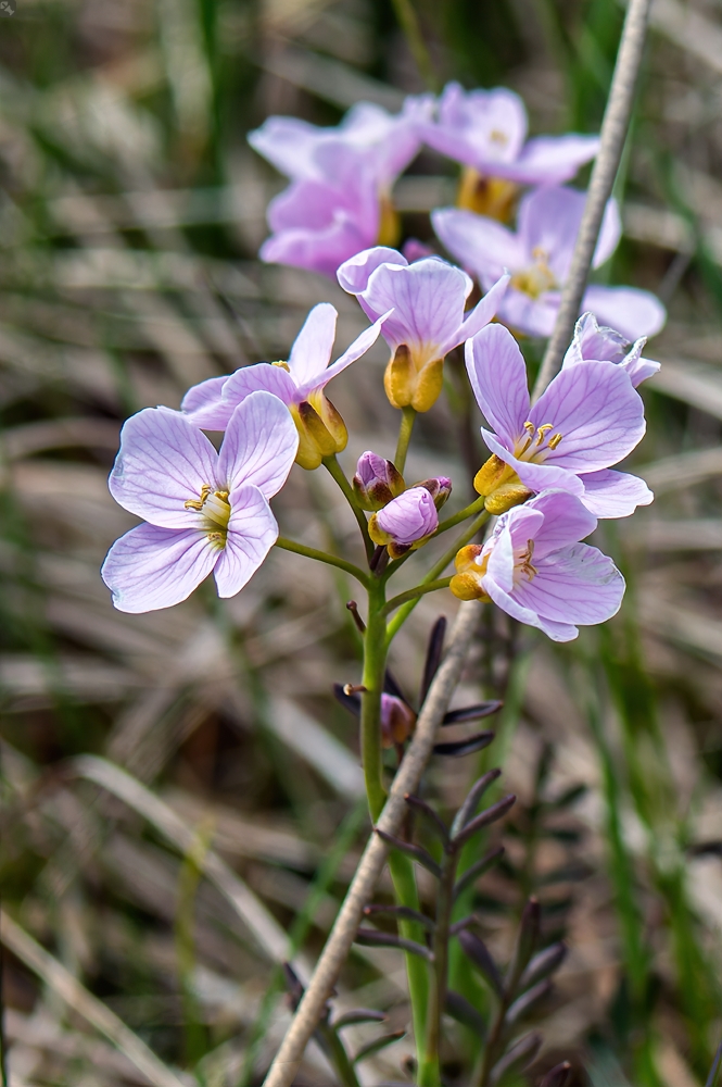 Mayflower, die Zweite