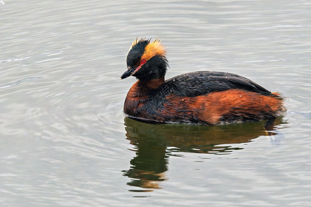 Noch voll bebüschelt