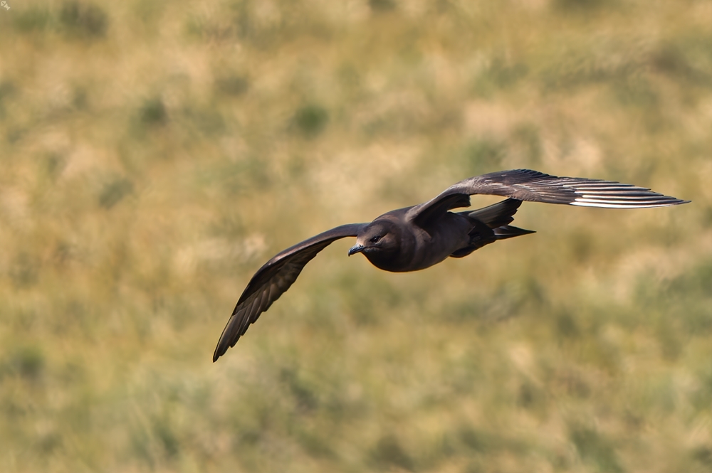 Spitzschwanzschmarotzer